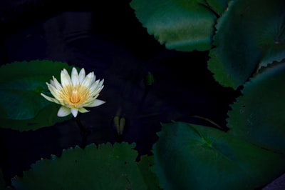 White lotus flower
